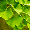 Ginkgo Biloba Extract - Trovazin Composition 